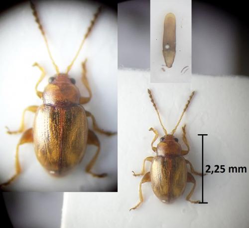 Lythraria salicariae